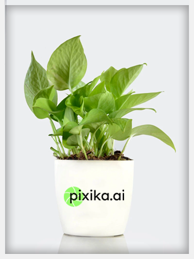 Beautiful Indoor Plant - Money Plant